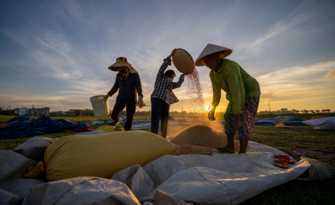 Gạo Việt Nam được đánh giá cao