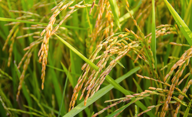 Gạo Việt Nam được đánh giá ngon nhất thế giới