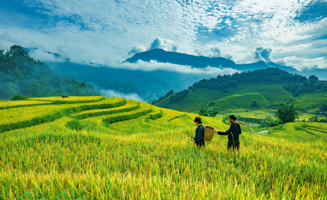 Gạo Việt Nam được đánh giá là gạo ngon nhất thế giới